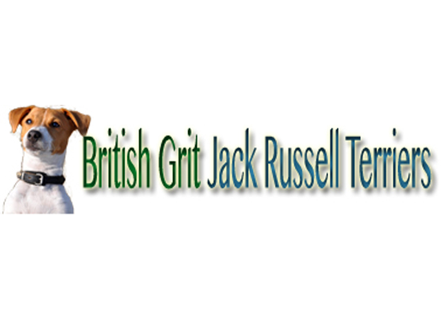 British Grit Jack Russell Terriers 
